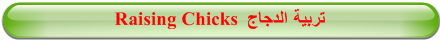 Raising Chicks  تربية الدجاج 